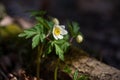 Beautiful anemones white flowers in sunny spring woods