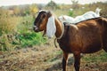 Beautiful Anglo-Nubian goat with large white ears. Royalty Free Stock Photo