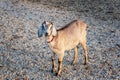 Beautiful Anglo-Nubian goat standing on crushed stones