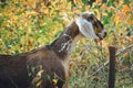 Beautiful Anglo-Nubian young goat with large white ears. Royalty Free Stock Photo