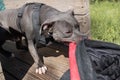 Beautiful angry dog staffordshire bull terrier. Blue american staffordshire terrier amstaff guard snatch criminal clothes. Service