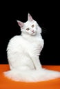 Beautiful animal American Forest Cat sitting on orange and black background, looking at camera Royalty Free Stock Photo