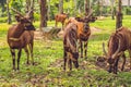 Beautiful animal - big eastern bongo antelope, extremely rare animal Royalty Free Stock Photo