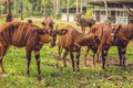 Beautiful animal - big eastern bongo antelope, extremely rare animal Royalty Free Stock Photo