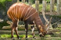 Beautiful animal - big eastern bongo antelope, extremely rare an Royalty Free Stock Photo