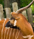 Beautiful animal - big eastern bongo antelope, extremely rare an Royalty Free Stock Photo