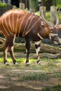 Beautiful animal - big eastern bongo antelope, extremely rare an Royalty Free Stock Photo