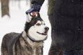 Beautiful animal husky dog in snowy winter heterochromia in the Park with the hostess