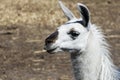 Beautiful animal llama, white, close-up.