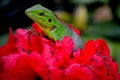 Beautiful animal in nature`habitat.Lizard from forest. on the red flowers on lizard. Calotes Calotes, detail ee portrait of eotic Royalty Free Stock Photo