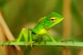 Beautiful animal in the nature habitat. Lizard from forest. Green Garden Lizard, Calotes calotes, detail eye portrait of exotic tr Royalty Free Stock Photo