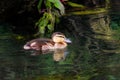 A beautiful animal portrait of a baby Tufted Duck Duckling.