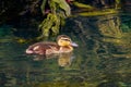 A beautiful animal portrait of a baby Tufted Duck Duckling.