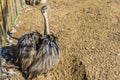 Beautiful animal portrait from behind of a ostrich bird with heart shaped wings looking back at the camera Royalty Free Stock Photo