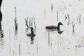 A beautiful animal portrait of a Black Swan and their baby Cygnets Royalty Free Stock Photo