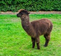 Beautiful animal portrait of a brown suri or huacaya alpaca with long hairy woolen fur standing in the grass