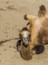 Beautiful animal portrait a camel chewing in close up