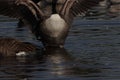 A beautiful animal portrait of a Canadian Goose on a lake Royalty Free Stock Photo