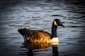 A beautiful animal portrait of a Canadian Goose on a lake Royalty Free Stock Photo