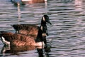 A beautiful animal portrait of a Canadian Goose on a lake Royalty Free Stock Photo