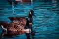 A beautiful animal portrait of a Canadian Goose on a lake Royalty Free Stock Photo