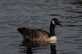 A beautiful animal portrait of a Canadian Goose on a lake Royalty Free Stock Photo