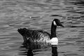 A beautiful animal portrait of a Canadian Goose on a lake Royalty Free Stock Photo