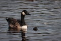 A beautiful animal portrait of a Canadian Goose on a lake Royalty Free Stock Photo