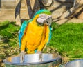 Beautiful animal portrait of a colorful macaw parrot bird sitting and looking towards the camera Royalty Free Stock Photo