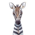 Beautiful animal portrait with hand drawn watercolor cute baby zebra. Stock illustration Royalty Free Stock Photo
