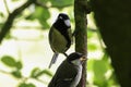 A beautiful animal portrait of a pair of Great Tit birds perched on a tree