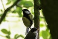 A beautiful animal portrait of a pair of Great Tit birds perched on a tree