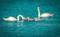 A beautiful animal portrait of a White Swan and their baby Cygnets Royalty Free Stock Photo