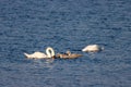 A beautiful animal portrait of a White Swan and their baby Cygnets Royalty Free Stock Photo