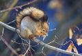 beautiful animal red squirrel in autumn forest sitti