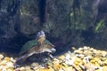 Animal reptile turtle swimming in a zoo aquarium in close-up