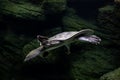 Animal reptile turtle swimming in a zoo aquarium in close-up