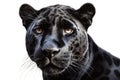 Beautiful animal style art pieces Striking Panther Art