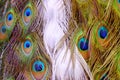 Close up peacock tail pattern with multicolor details for background backdrop