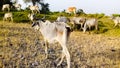 Beautiful animals cow, badin