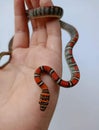 beautiful animals red snake on hand