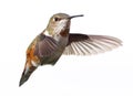 Anna`s Hummingbird caught mid flight isolated with a white background