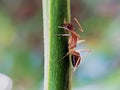 A beautiful ant is climbing a beautiful plant Royalty Free Stock Photo