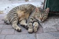 Beautiful Antalya and streets cat.