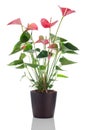 Beautiful Anthedesia anthurium Royalty Free Stock Photo
