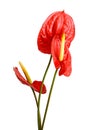 Beautiful Anthedesia anthurium. Royalty Free Stock Photo