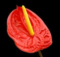 Beautiful Anthedesia anthurium. Royalty Free Stock Photo