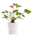 Beautiful Anthedesia anthurium Royalty Free Stock Photo