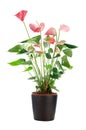 Beautiful Anthedesia anthurium Royalty Free Stock Photo