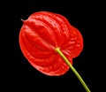 Beautiful Anthedesia anthurium. Royalty Free Stock Photo